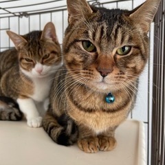 ✨マンチカンMIXオス2匹ペア✨里親様候補有り一時停止します。