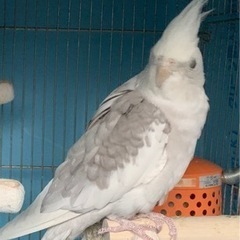 オカメインコ　ホワイトフェイス
