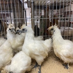 烏骨鶏のヒナ販売中！　１羽４０００円(税込)