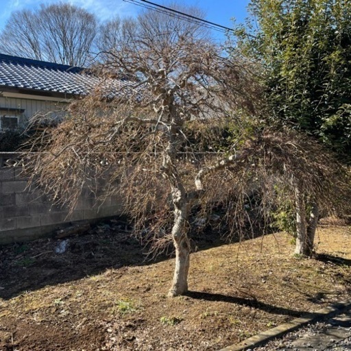 すだれもみじ　庭木