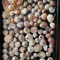 貝殻　ナミマガシワ？　　180グラム
