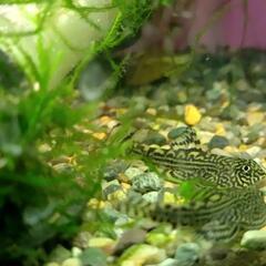 アクアリウムが趣味な方と知り合いたい - 八戸市