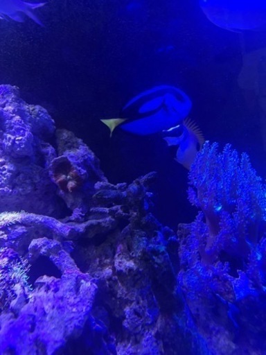 (詳細記載しました)海水魚　買い取ってくれる方探してます