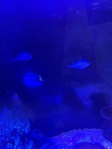 (詳細記載しました)海水魚　買い取ってくれる方探してます