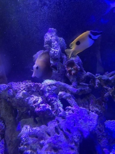 (詳細記載しました)海水魚　買い取ってくれる方探してます