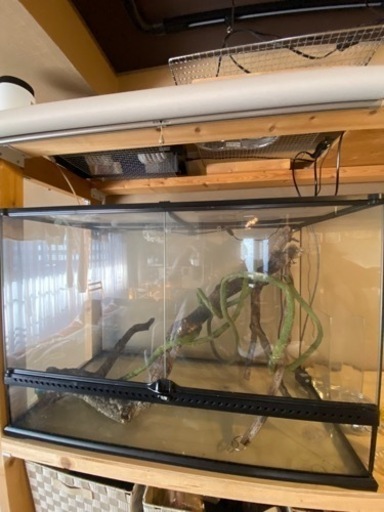 カメレオン 飼育セット