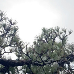 周防大島町の植木管理、譲ってください