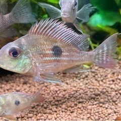 ゲオファーガス スベニ2匹