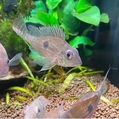 ゲオファーガス スベニ2匹の画像