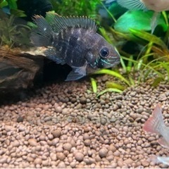 グリーンテラー ショート 1匹の画像