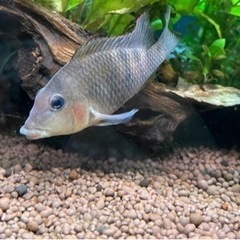 ゲオファーガス スタインダックネリー　1匹の画像