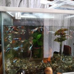 ミックスグッピー里親募集の画像