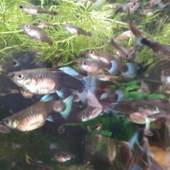 ミックスグッピー里親募集の画像