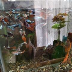 ミックスグッピー里親募集の画像