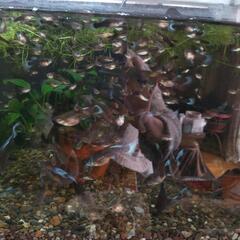 ミックスグッピー里親募集の画像