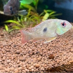 ゲオファーガスsp 1匹