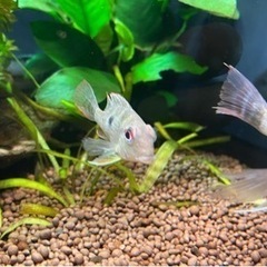 ゲオファーガスsp 1匹の画像