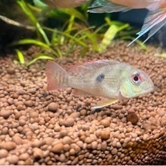 ゲオファーガスsp 1匹の画像