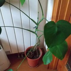 【お話中】観葉植物 ３鉢の画像