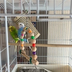 セキセイインコ2羽 つがいです。