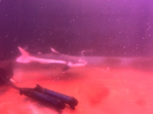 アロワナ他　900水槽