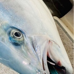 🐟オフショアジギング&テンヤ真鯛 釣友募集😊期間限定 不定期募集 - 日立市
