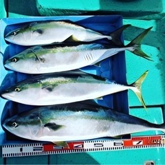 🐟オフショアジギング&テンヤ真鯛 釣友募集😊期間限定 不定期募集 − 茨城県