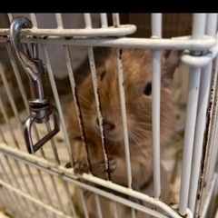 デグー　サンド色　３才　オス