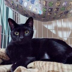 ゴマくん😽8ヶ月