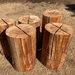 スェーデントーチの画像