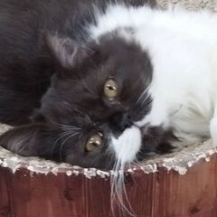 サイベリアン✕エキゾチックショートヘア　只今交渉中 − 大阪府