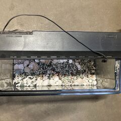水槽！ワンコイン！　500円！の画像