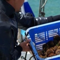 石狩市厚田 漁師募集！未経験者・体験も大歓迎！給料日払いも可！の画像