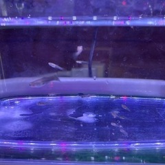 【取引決定】③MIXグッピー　稚魚　10匹の画像