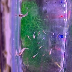 【取引決定】③MIXグッピー　稚魚　10匹の画像