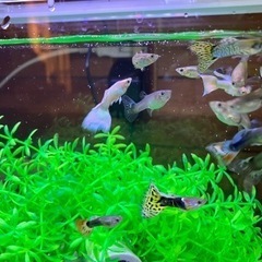 【取引決定】③MIXグッピー　稚魚　10匹の画像