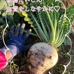 桜島だいこんです！