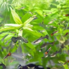 熱帯魚🐠