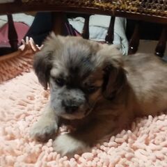 小型犬ミックスの仔犬