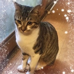 正式譲渡☆おっとり系男子　キジ白☆