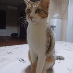 仲良しの３匹😽９ヶ月と２歳の親子☘️