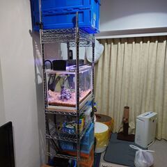 水槽セット全てプラス水槽内の魚全ての画像