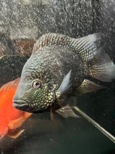 熱帯魚　大型魚　シクリッド