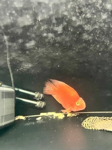 熱帯魚　大型魚　シクリッド