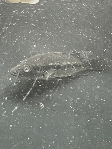 熱帯魚　大型魚　シクリッド