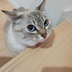 引渡し最終決定しました。ありがとうございました。 シャムMIXのブルーアイ、サバトラ柄の人懐っこい女の子（今月2才になりました）の画像