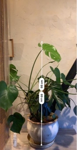 モンステラ　観葉植物　鉢・支柱付