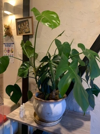 モンステラ　観葉植物　鉢・支柱付