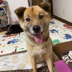 ありがとうございます　譲渡完了