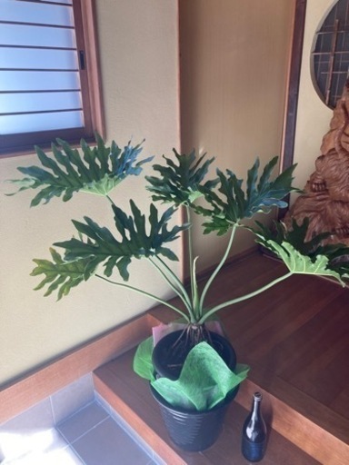 商談中・観葉植物①